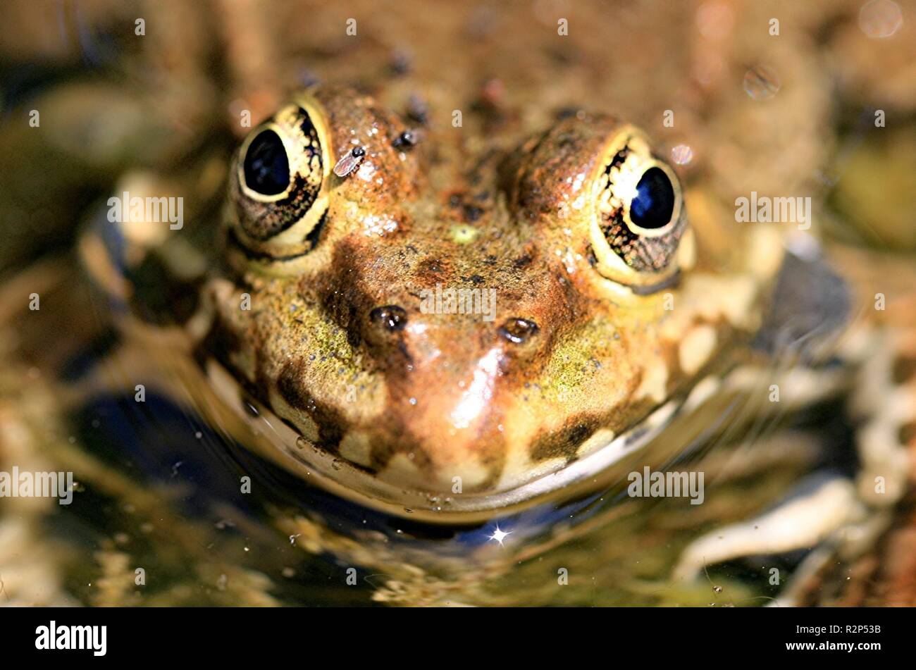 frog with fly Stock Photo