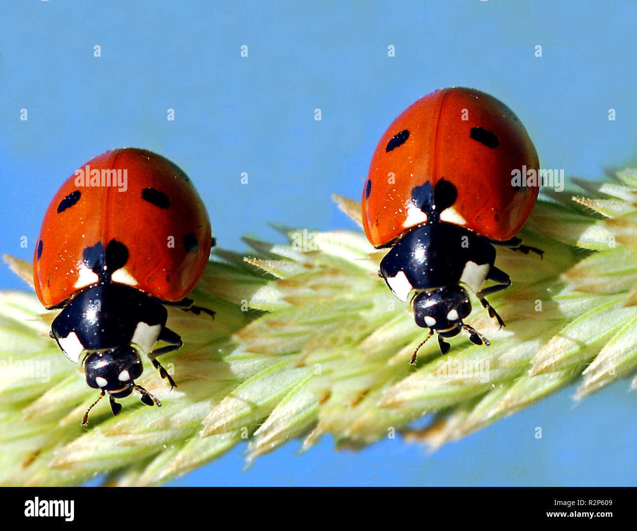 ladybug couple Stock Photo