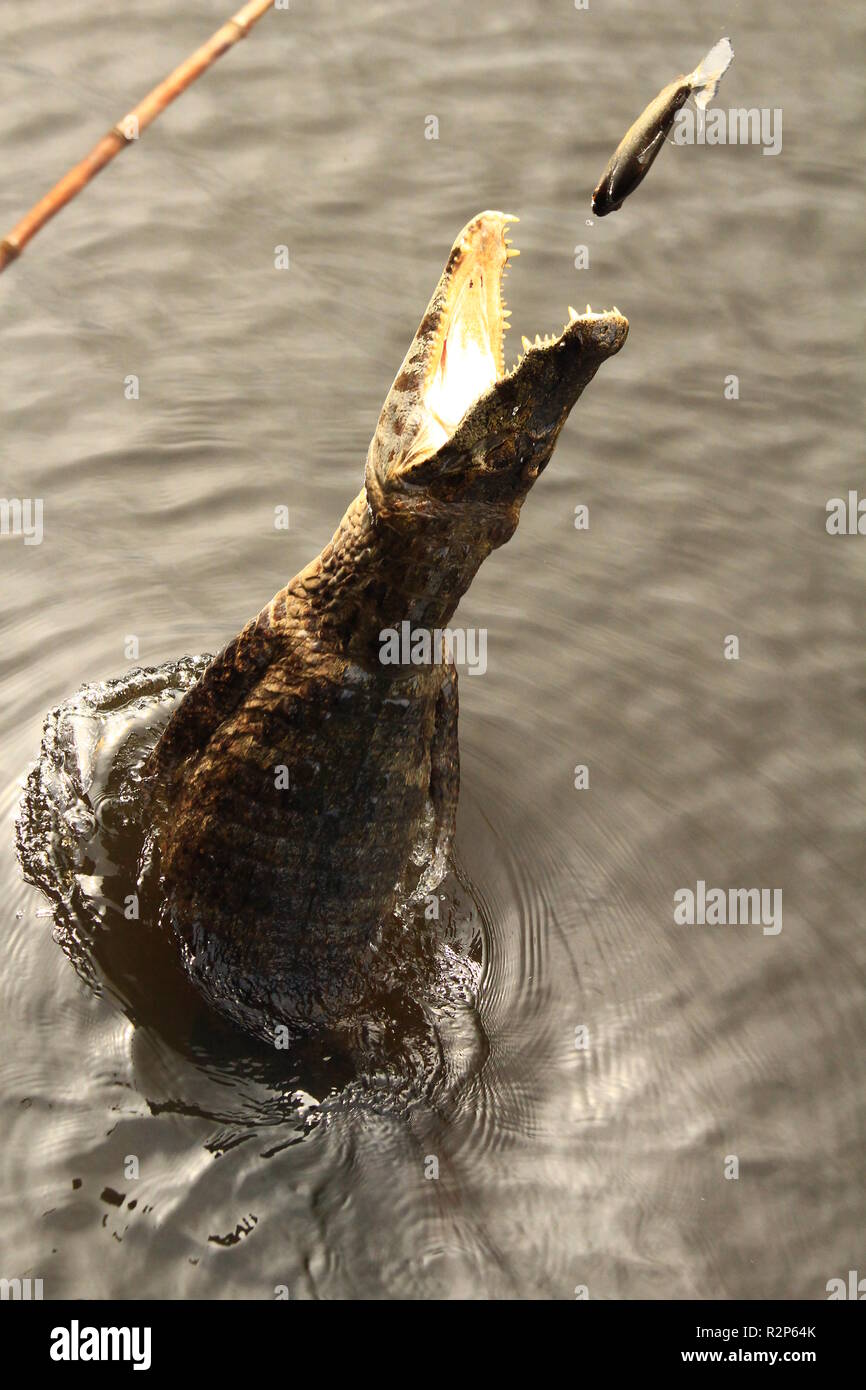 alligator jumps to bite a fish bait at river miranda at Passo do Lontra, Mato Grosso do Sul, Brazil Stock Photo