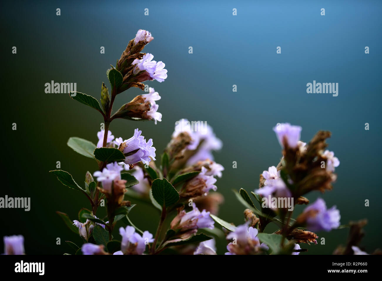 Strobilanthes kunthiana flowers munnar kerala hires stock photography