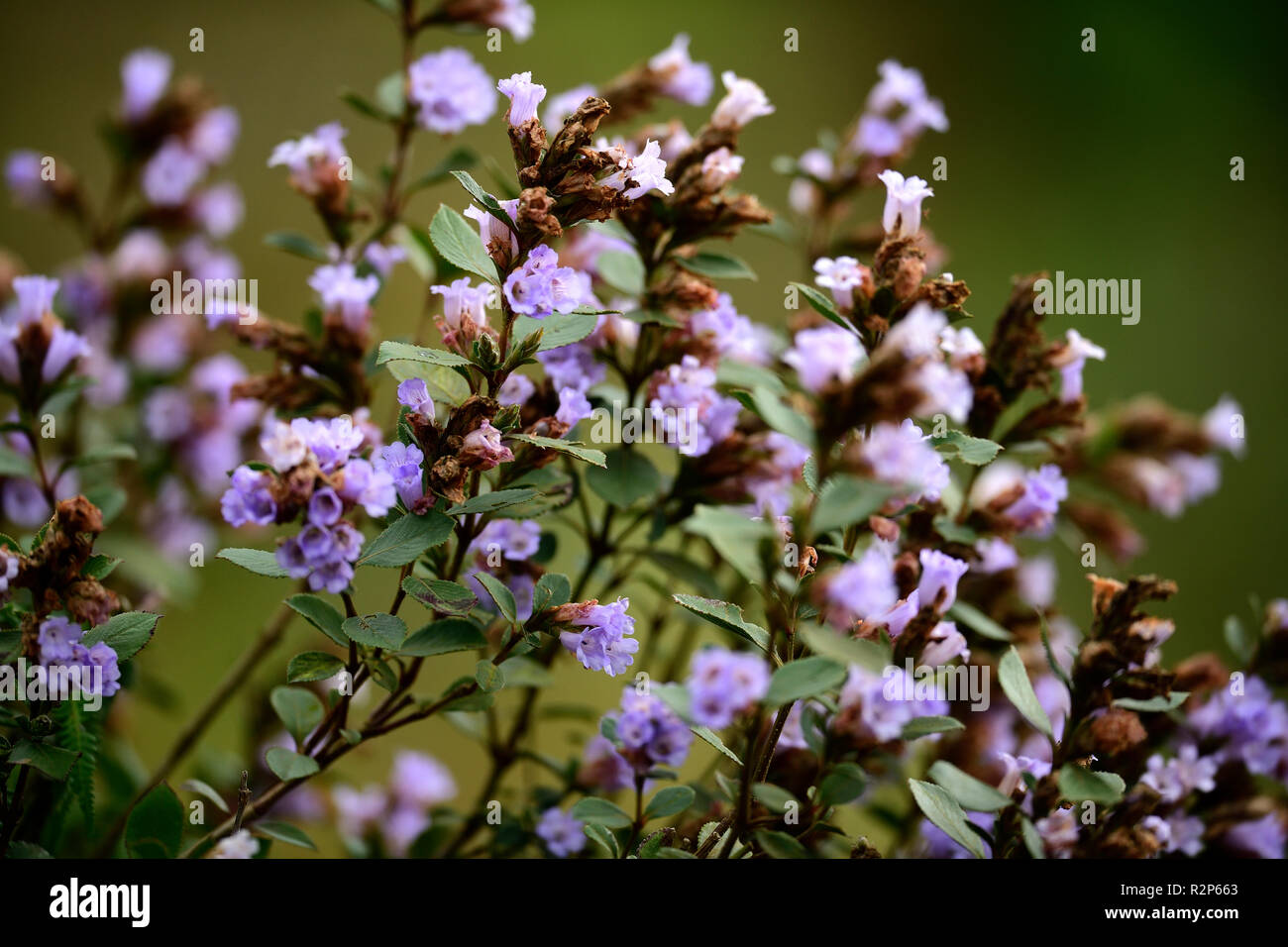 Strobilanthes kunthiana flowers munnar kerala hires stock photography