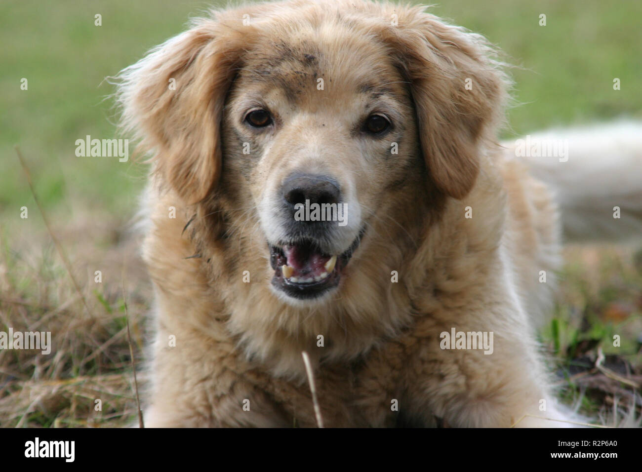 dog golden retriever Stock Photo - Alamy