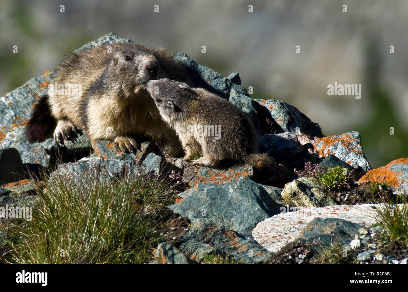marmot Stock Photo