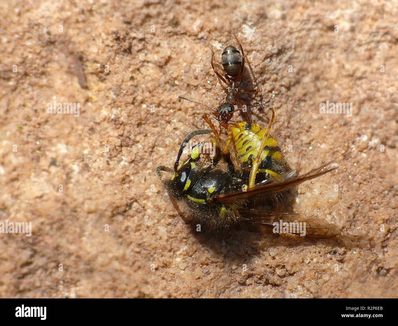 Ant strength hi-res stock photography and images - Alamy