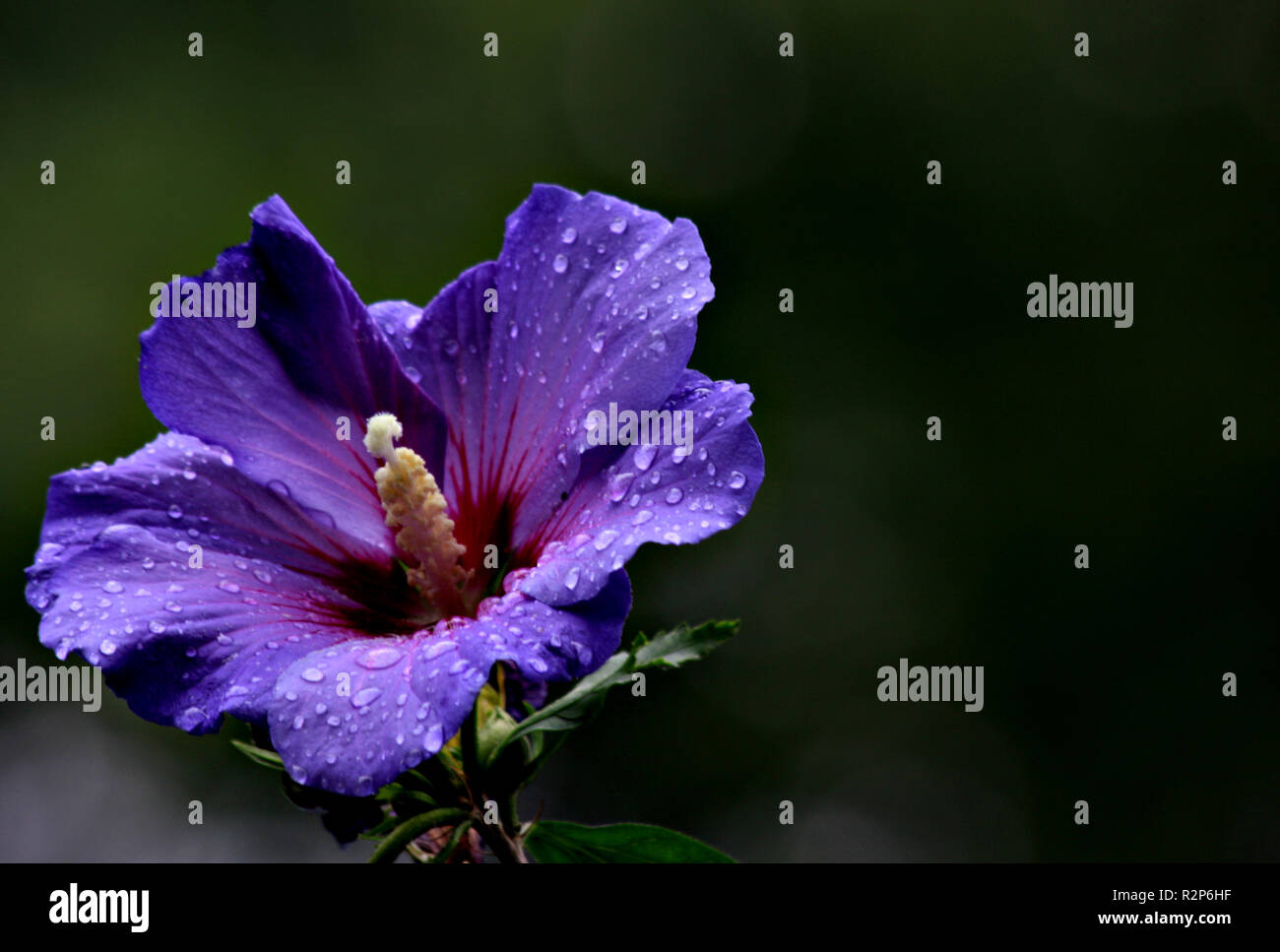 bloom in the rain Stock Photo Alamy