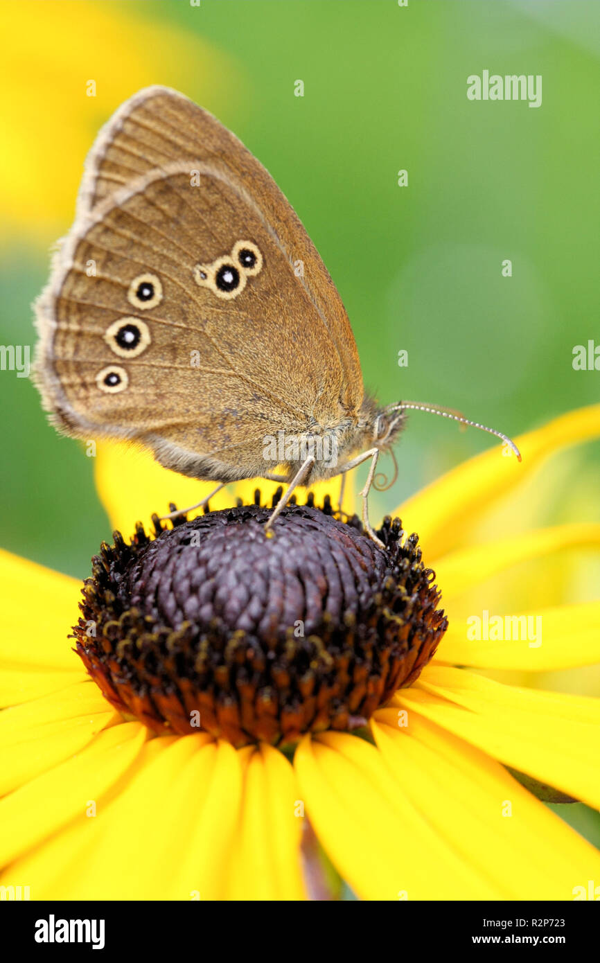 the summer butterfly Stock Photo