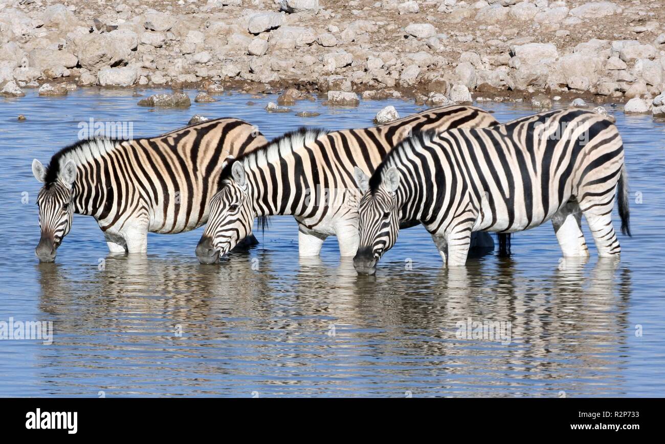 burchell's zebra Stock Photo