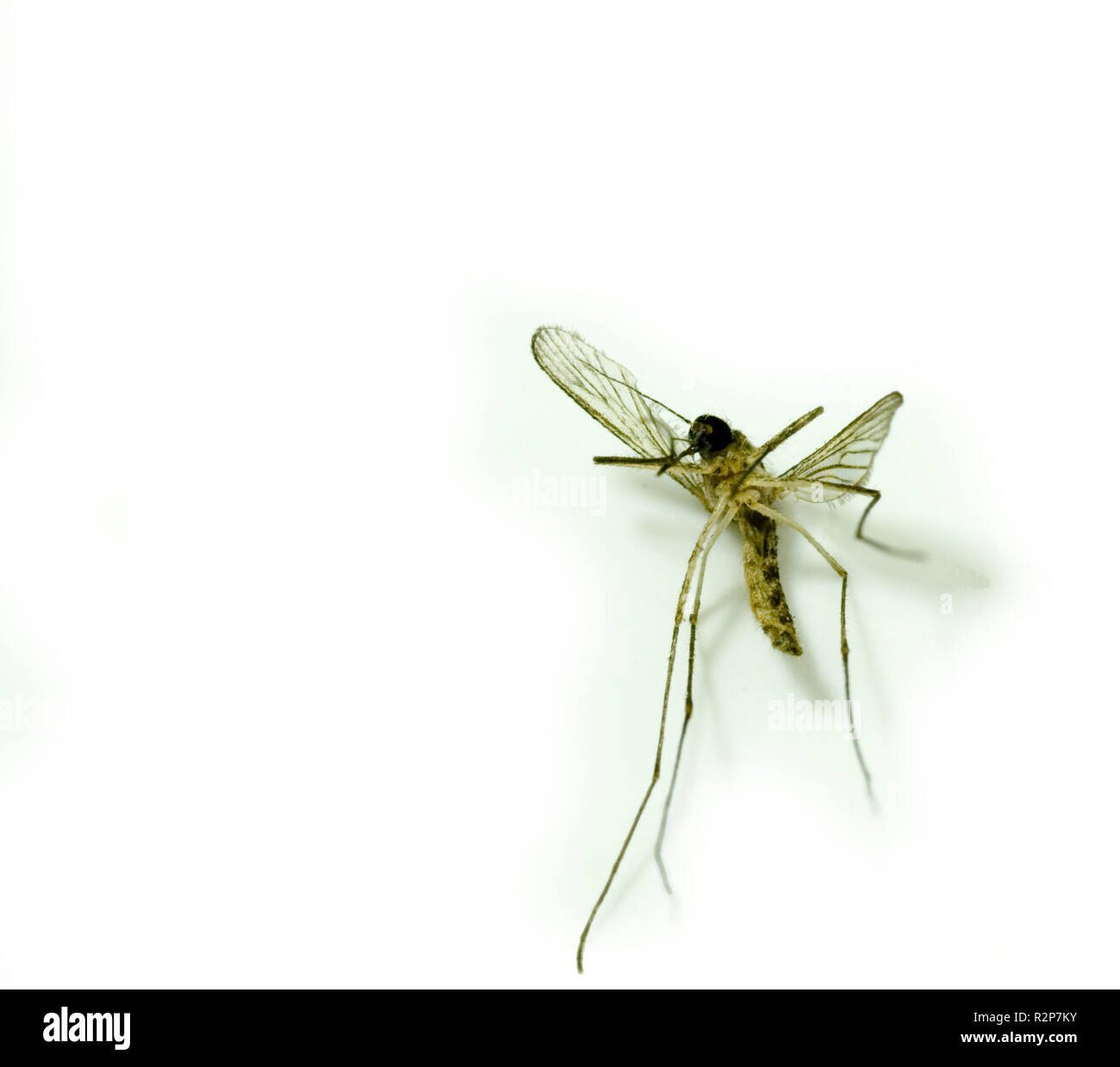 Blood flying Cut Out Stock Images & Pictures - Alamy