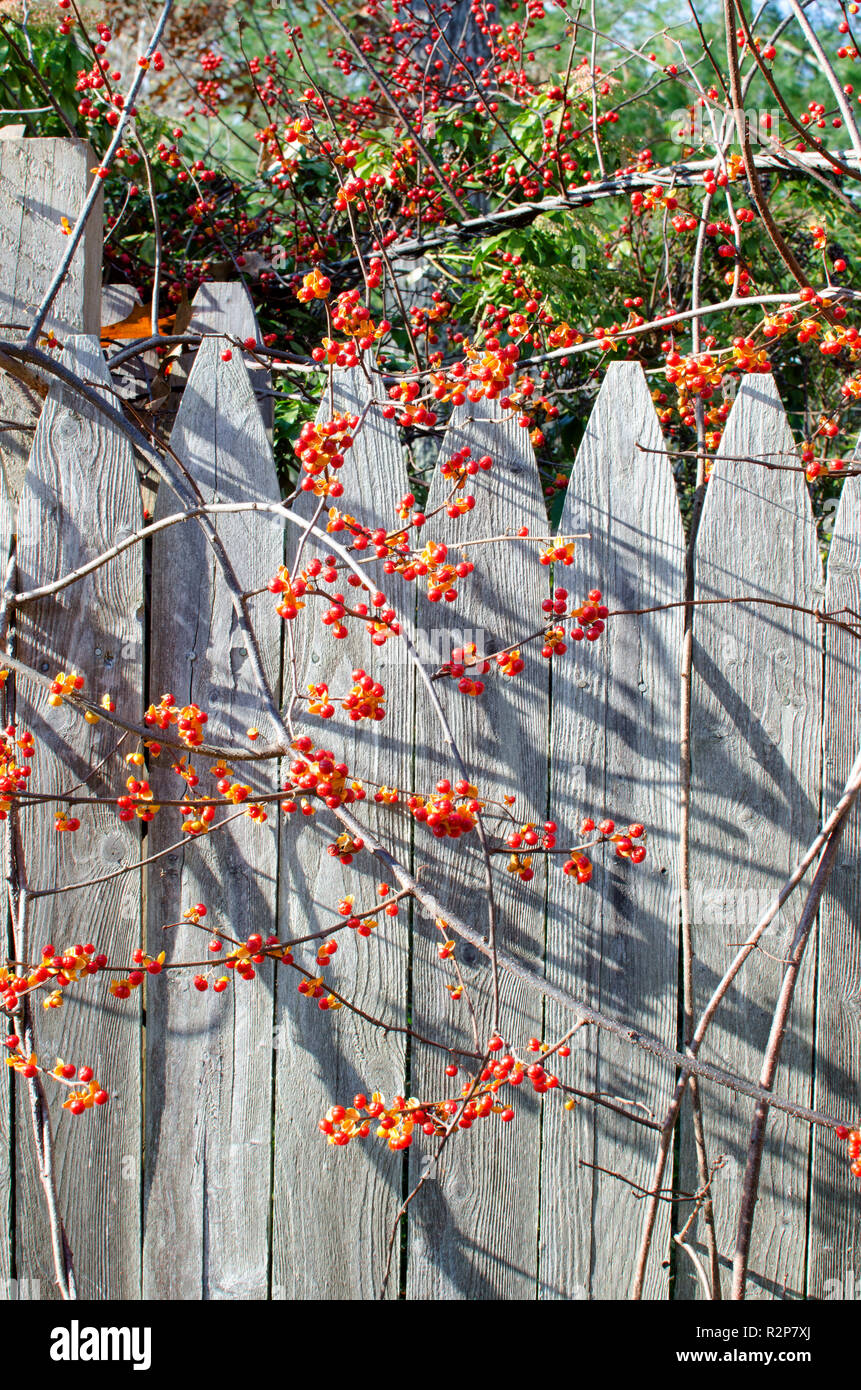 Bittersweet vine, solanum dulcamara,  with bright red and orange berries climbing a wooden fence on Cape Cod, Massachusetts Stock Photo