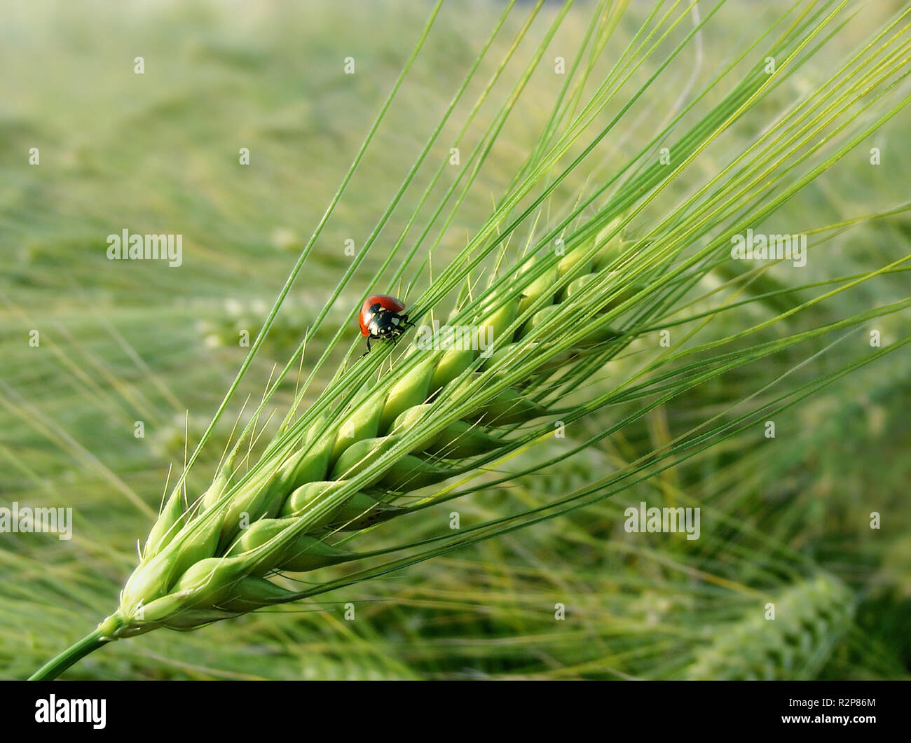 barley with ladybug Stock Photo