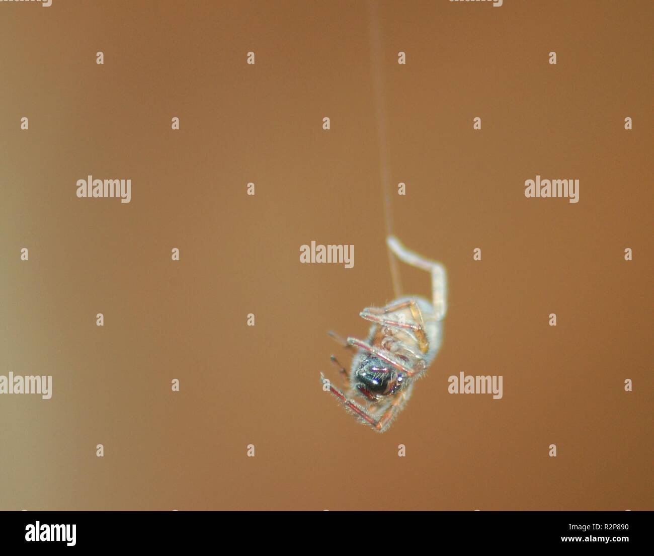 Silk rope hi-res stock photography and images - Alamy