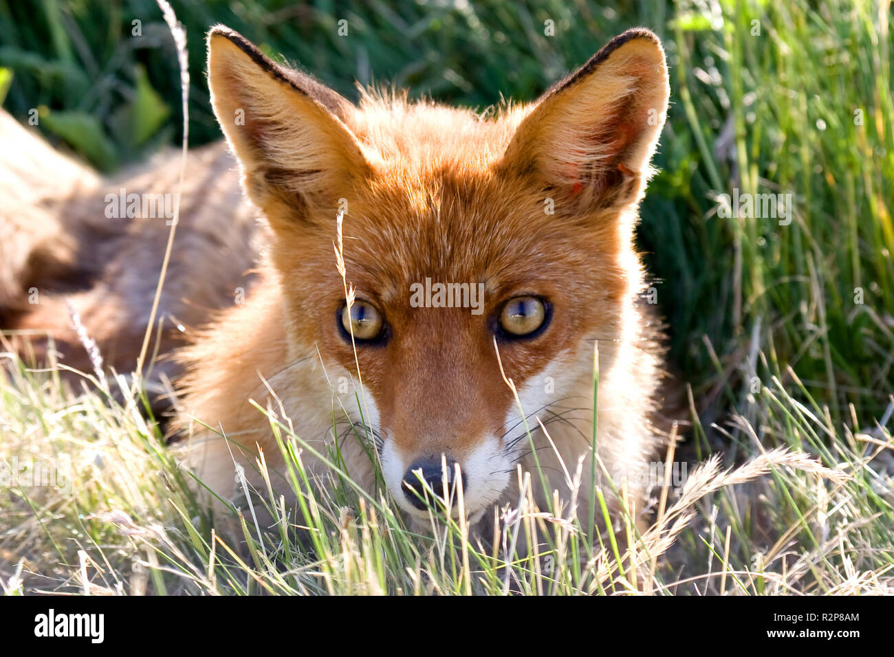 red fox Stock Photo