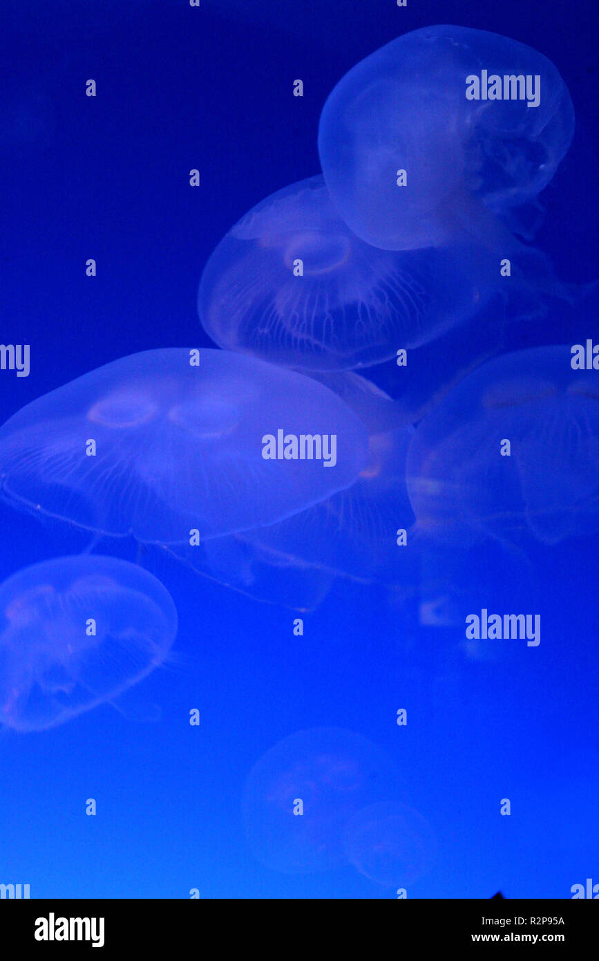 jellyfish 2 Stock Photo