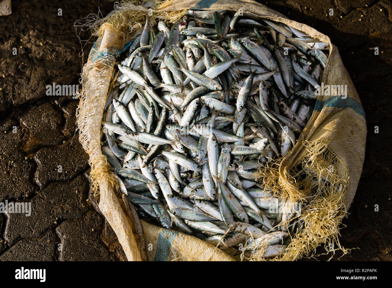 View of a sack filled with small, freshly caught fish Stock Photo