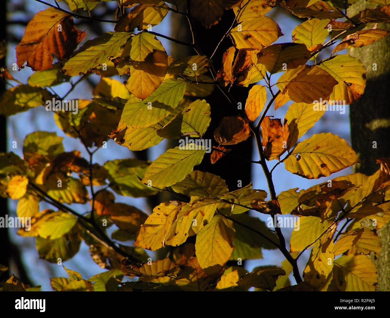 autumn leaves Stock Photo