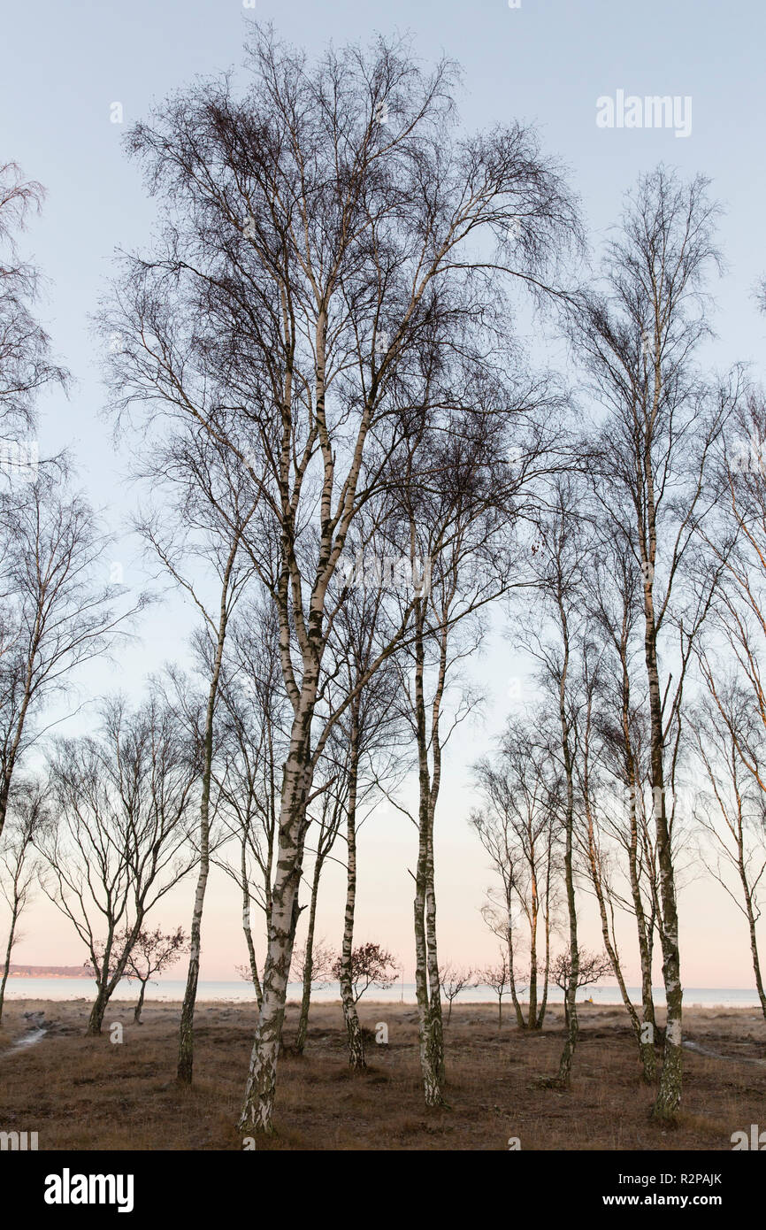 Birch trees on the sea, sunny winter morning, southern Sweden, portrait format Stock Photo