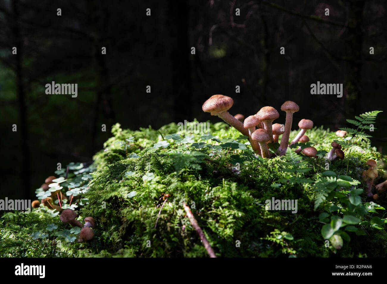 Cluster of mushrooms lit by the sun, black background, dark forest Stock Photo