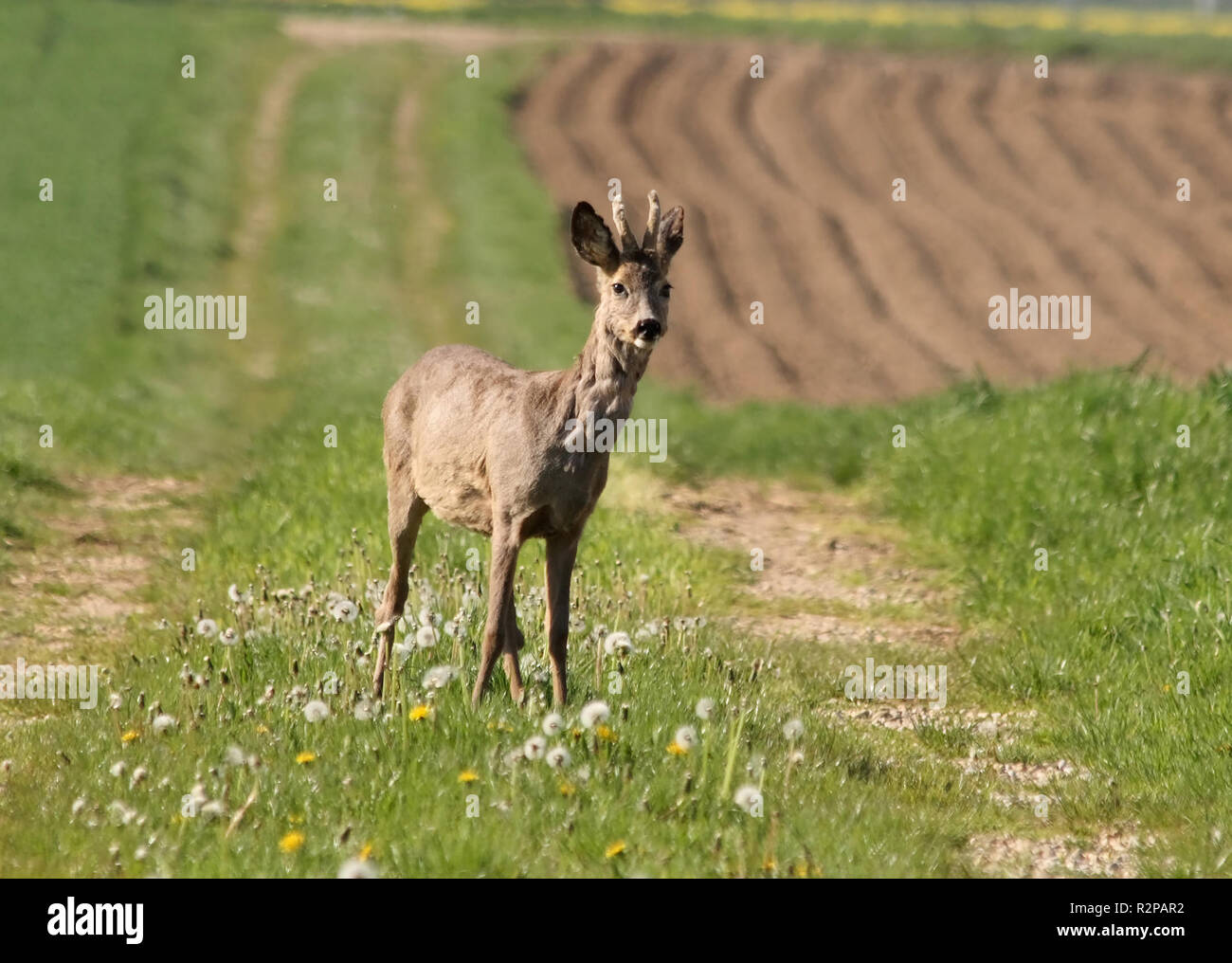 young buck Stock Photo