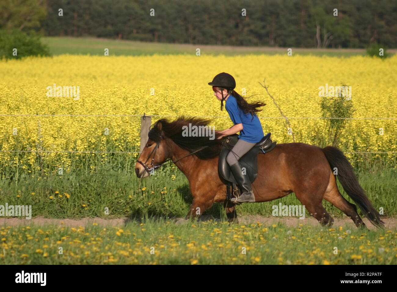 equestrian Stock Photo