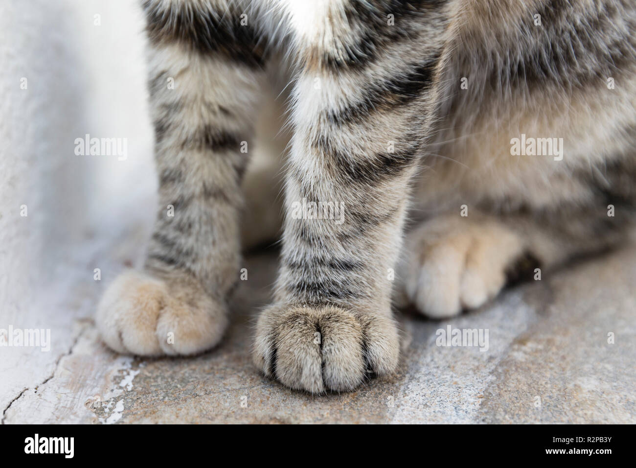 Close-up of the paws of a sitting tabby cat Stock Photo