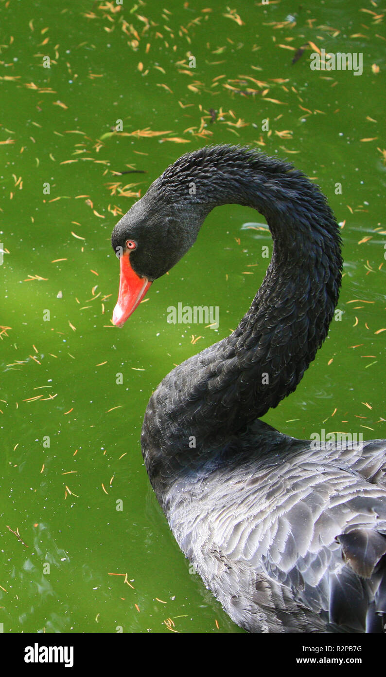 Mourning Swan High Resolution Stock Photography and Images - Alamy