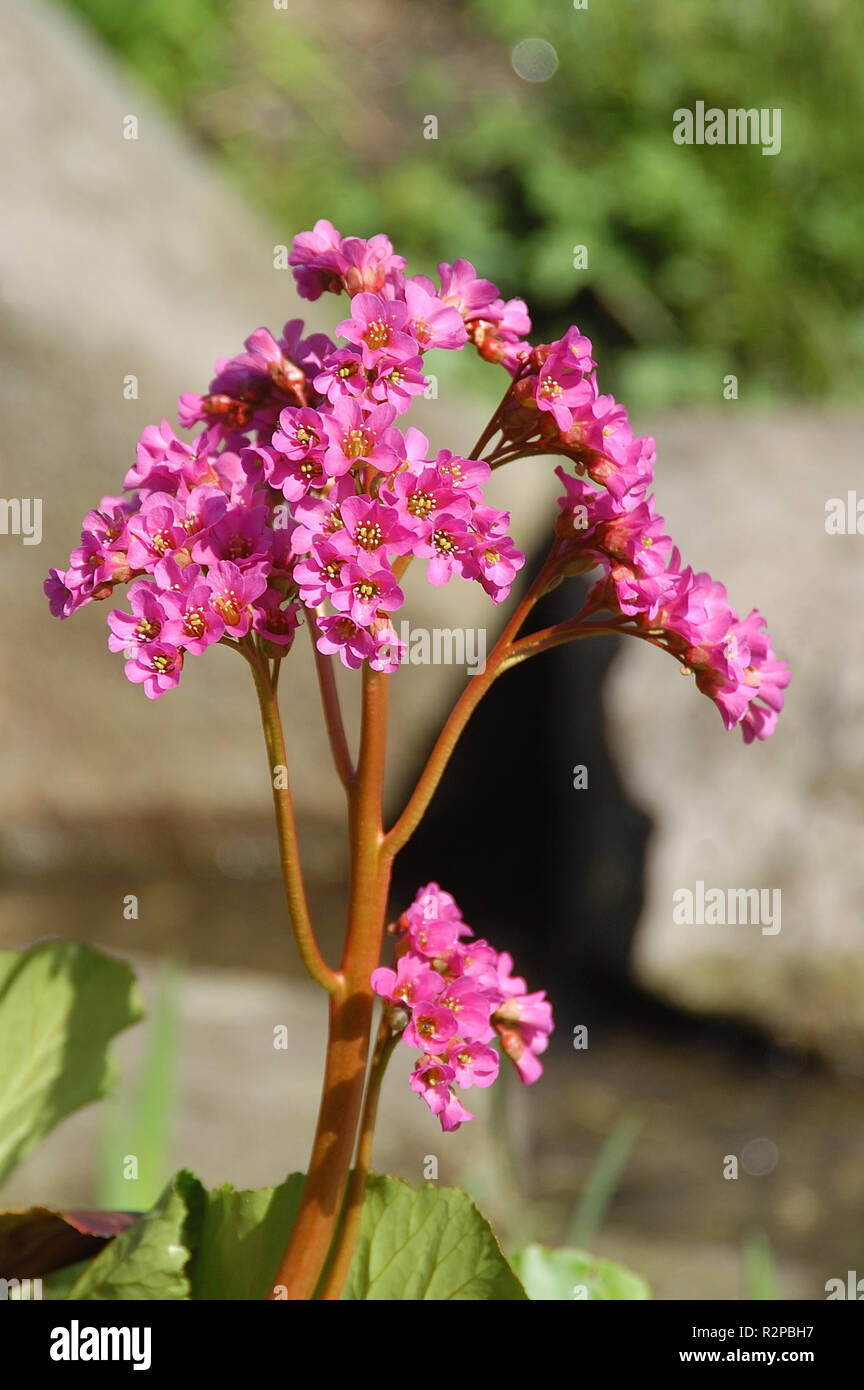 bergenia bergenia moench saxifragaceae Stock Photo