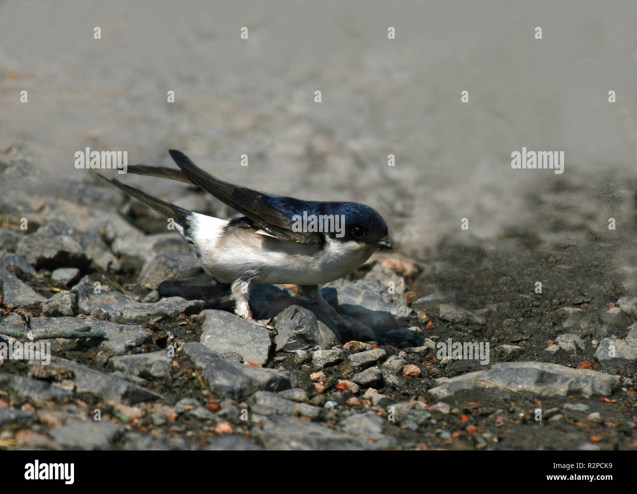 house martin nest material collecting Stock Photo