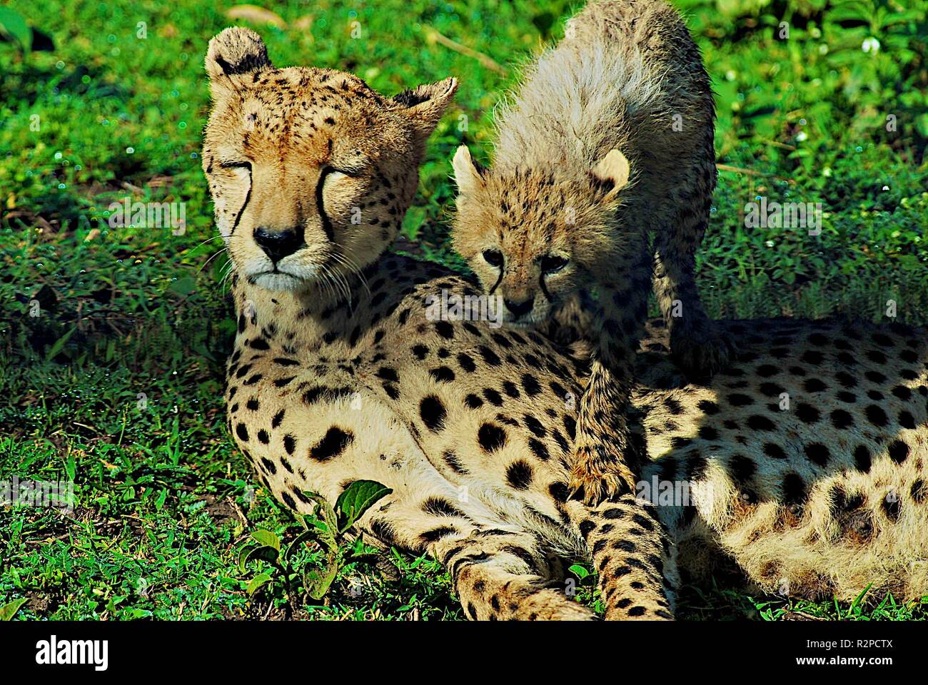 peloton and cub Stock Photo