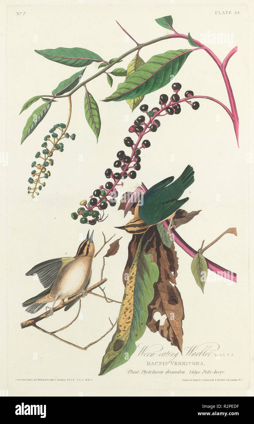 Worm-eating Warbler. Dated: 1828. Medium: hand-colored etching and aquatint on Whatman paper. Museum: National Gallery of Art, Washington DC. Author: Robert Havell after John James Audubon. Stock Photo
