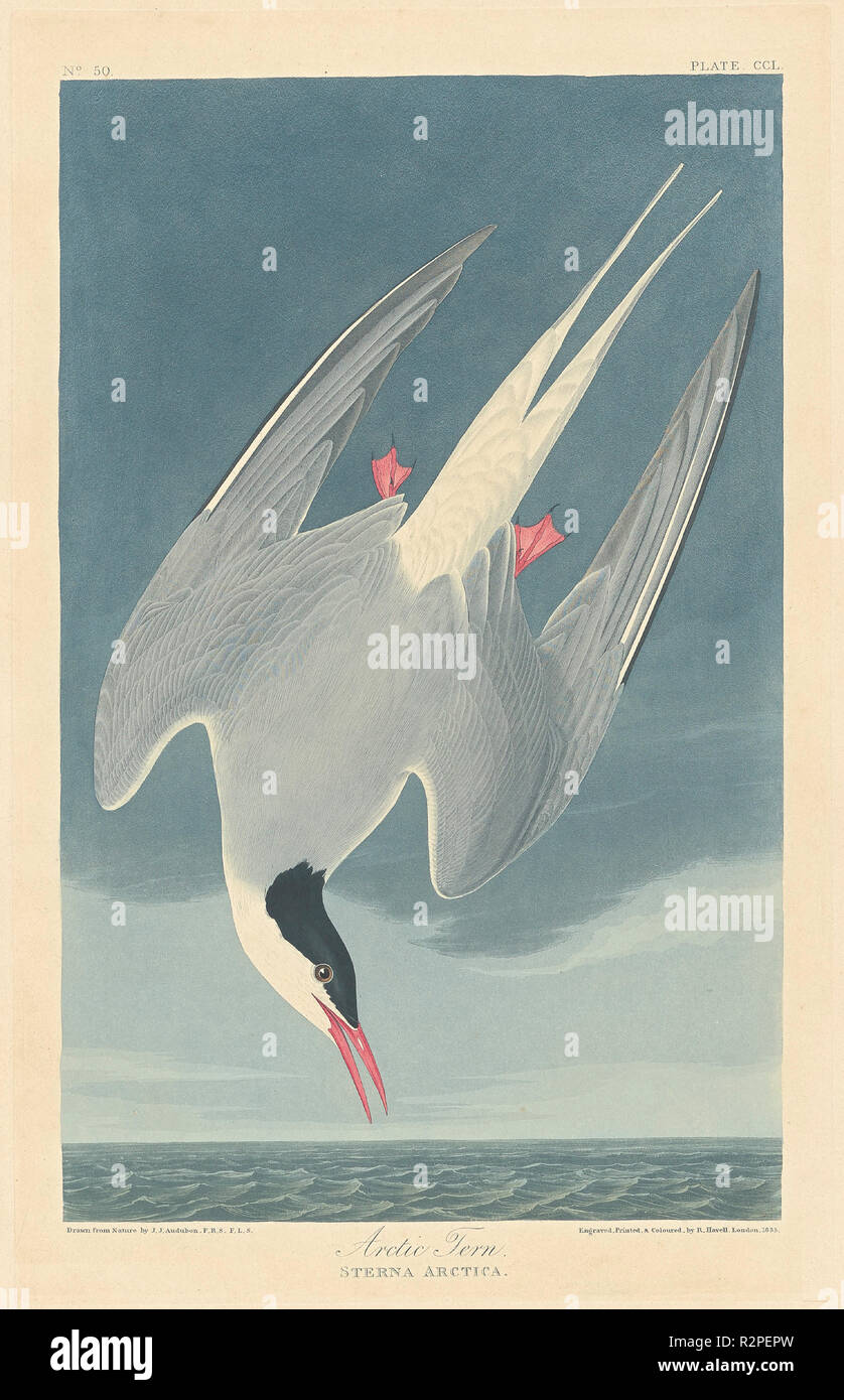 Arctic Tern. Dated: 1835. Medium: hand-colored etching and aquatint on Whatman paper. Museum: National Gallery of Art, Washington DC. Author: Robert Havell after John James Audubon. Stock Photo