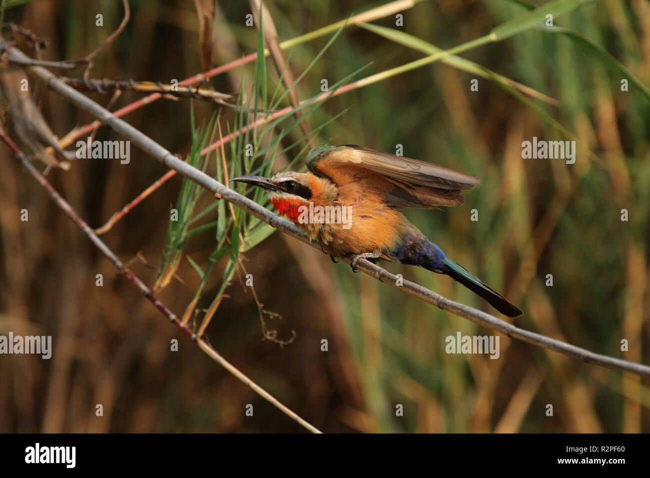 white-fronted bee-eater (merops bullockoides Stock Photo - Alamy