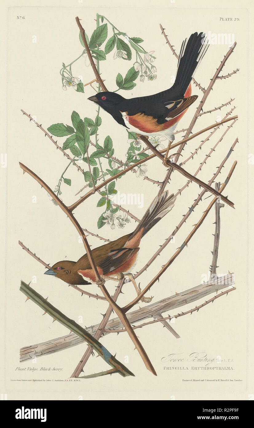 Towee Bunting. Dated: 1828. Medium: hand-colored etching and aquatint on Whatman paper. Museum: National Gallery of Art, Washington DC. Author: Robert Havell after John James Audubon. Stock Photo