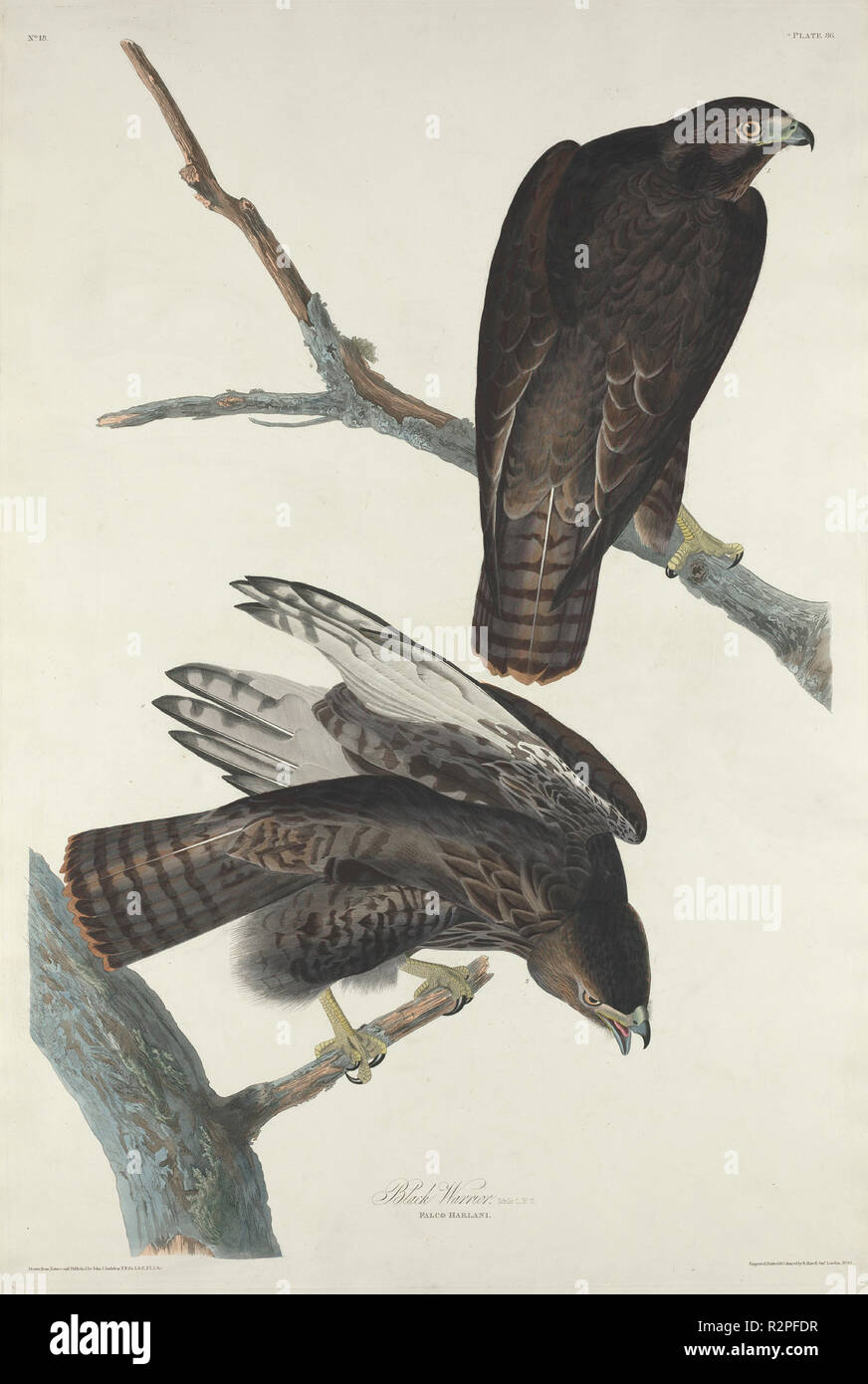 Black Warrior. Dated: 1830. Medium: hand-colored etching and aquatint on Whatman paper. Museum: National Gallery of Art, Washington DC. Author: Robert Havell after John James Audubon. Stock Photo