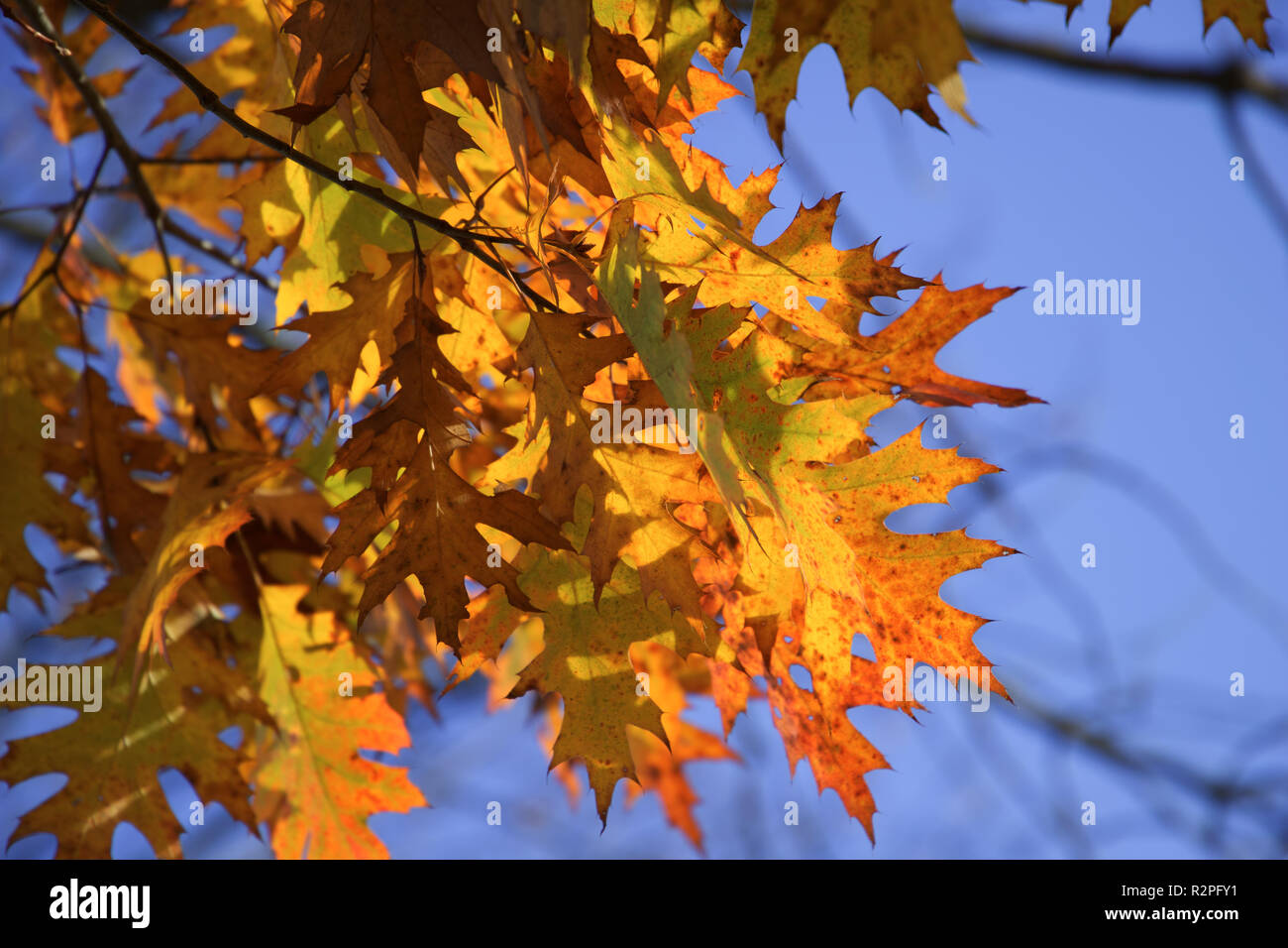 Hiking blue tree tree color red leaves green leaves hi-res stock ...