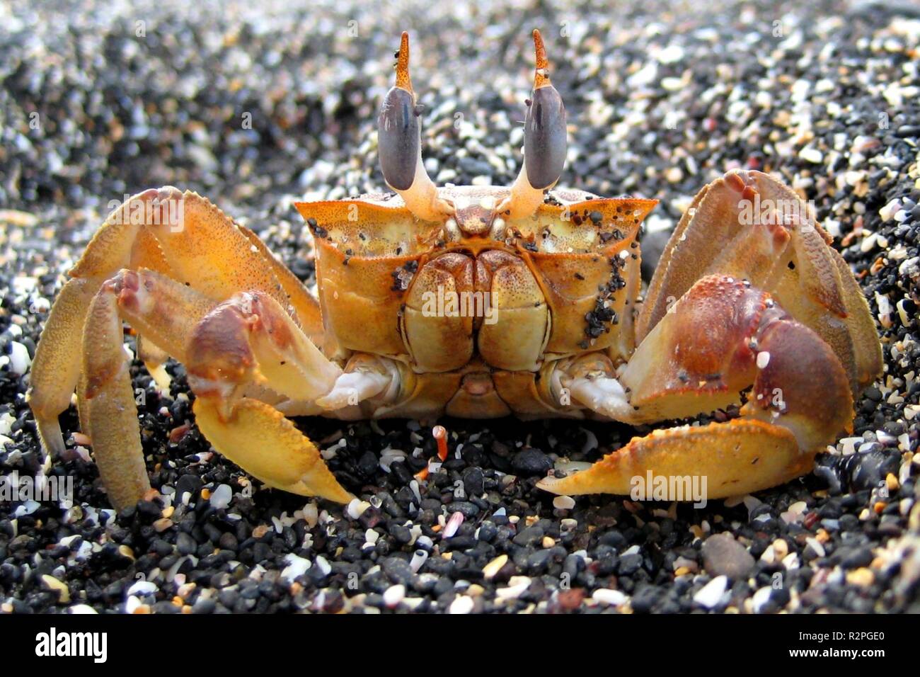 Galapagos hermit crab hi-res stock photography and images - Alamy