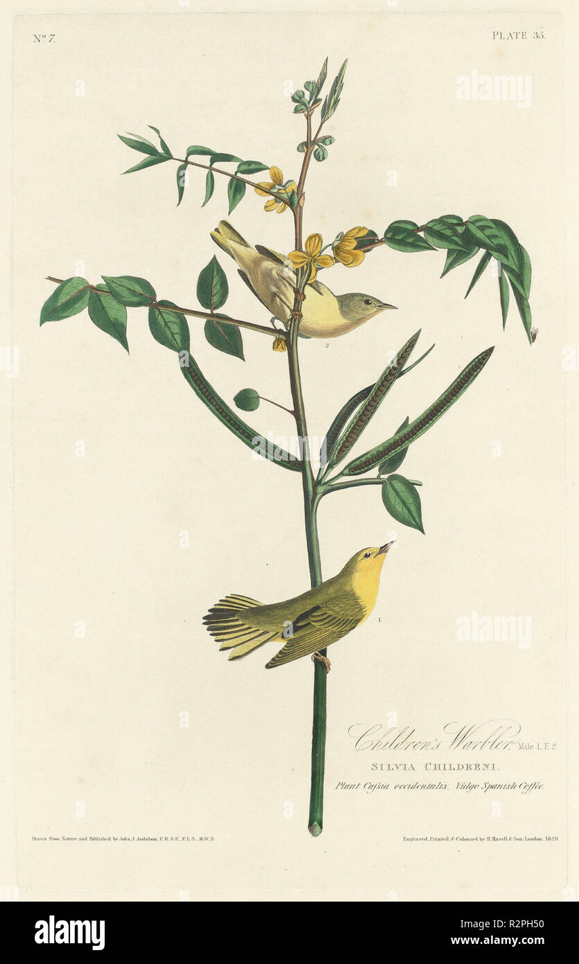 Children's Warbler. Dated: 1828. Medium: hand-colored etching and aquatint on Whatman paper. Museum: National Gallery of Art, Washington DC. Author: Robert Havell after John James Audubon. Stock Photo