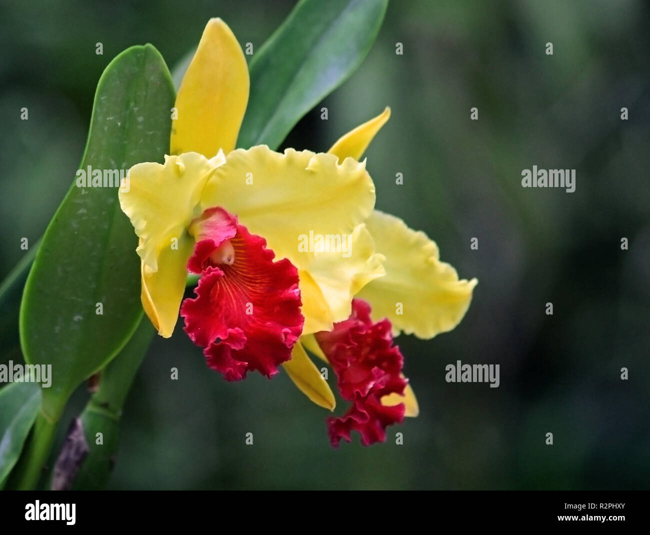 cattleya orchid Stock Photo