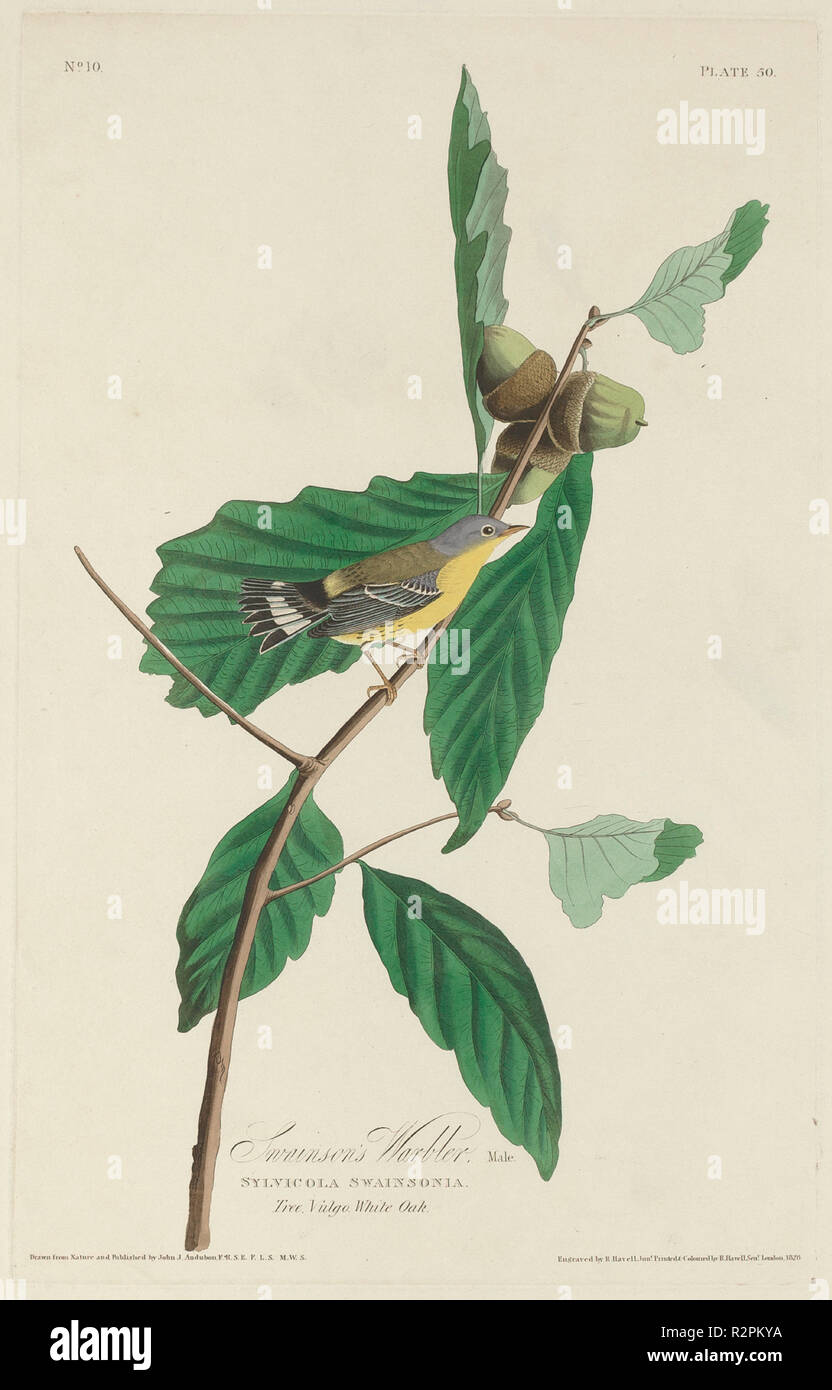 Swainson's Warbler. Dated: 1828. Medium: hand-colored etching and aquatint on Whatman paper. Museum: National Gallery of Art, Washington DC. Author: Robert Havell after John James Audubon. Stock Photo