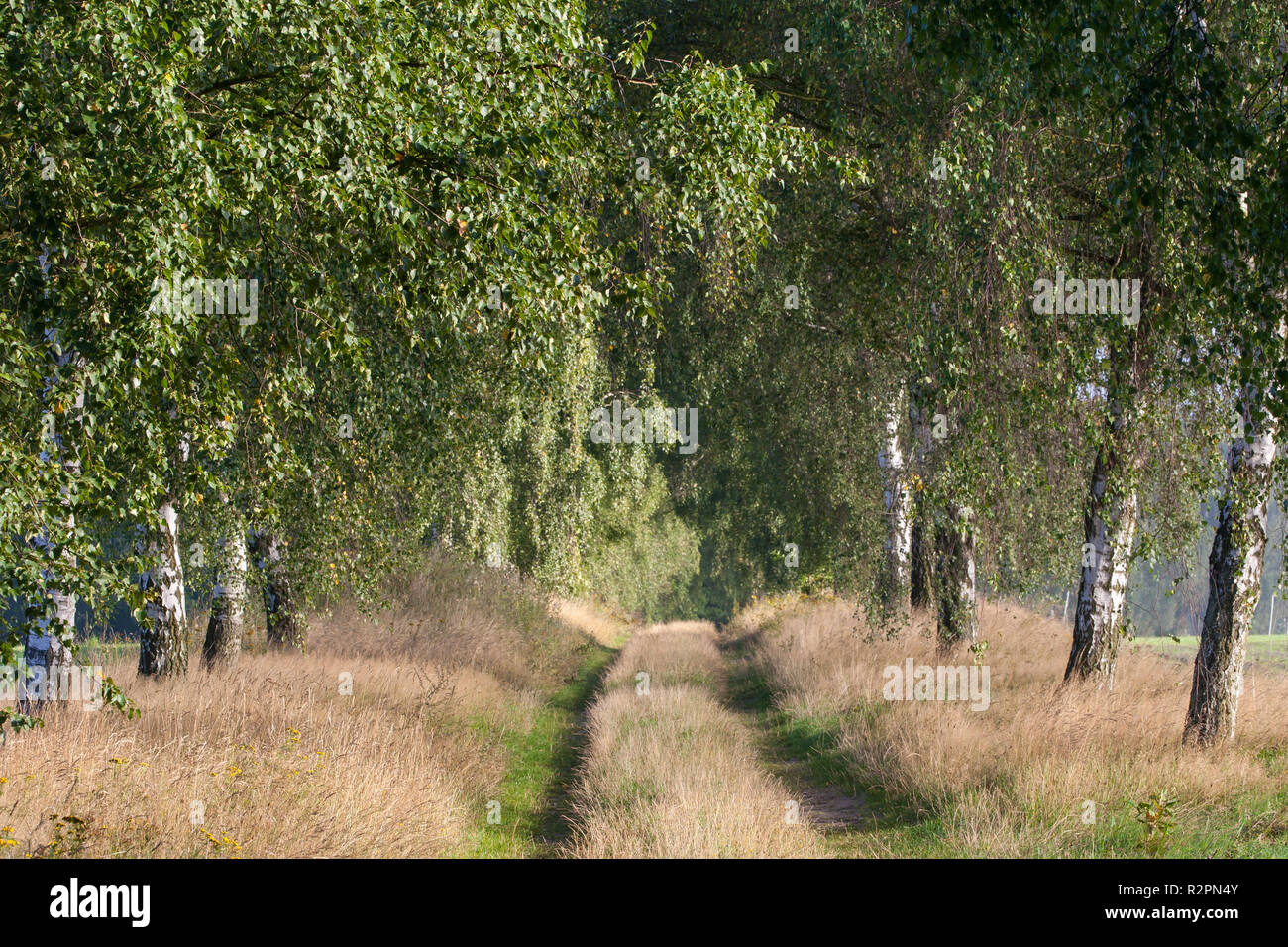 Heath grass hires stock photography and images Alamy