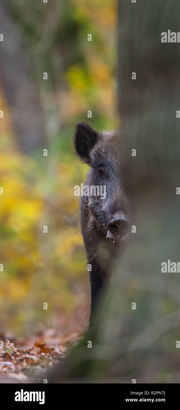 Boar behind tree Stock Photo