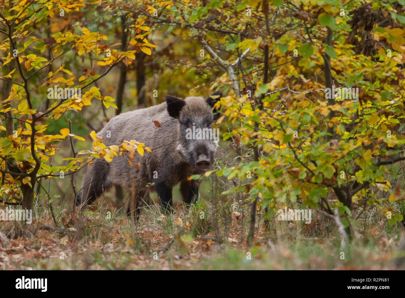 Wild boar in autumn leaves Stock Photo