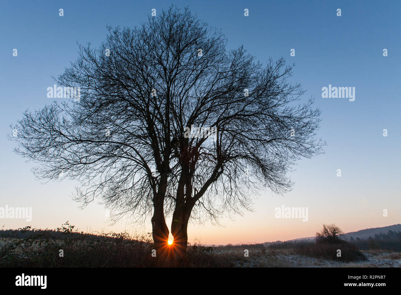 Two trees in front of sunset Stock Photo