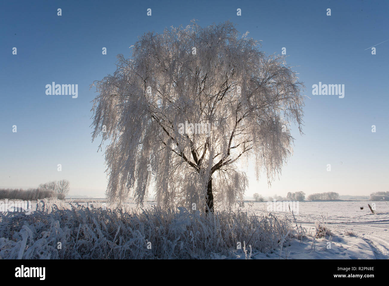 Birch with hoarfrost in the back light Stock Photo