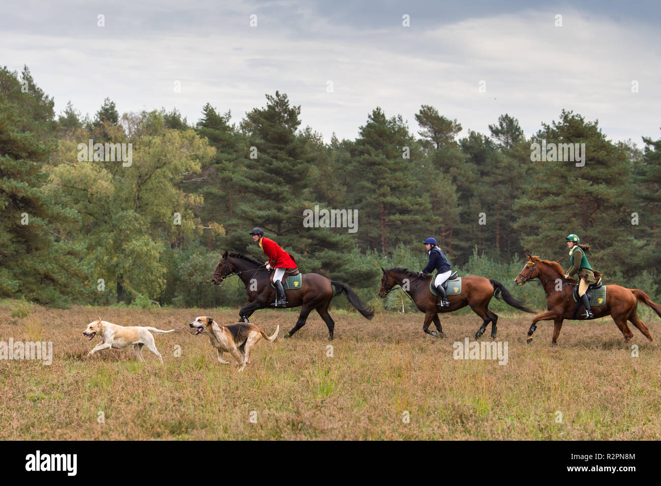 Horseback hunting after the cry of hounds Stock Photo