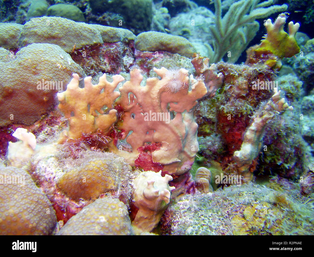 underwater photos Stock Photo