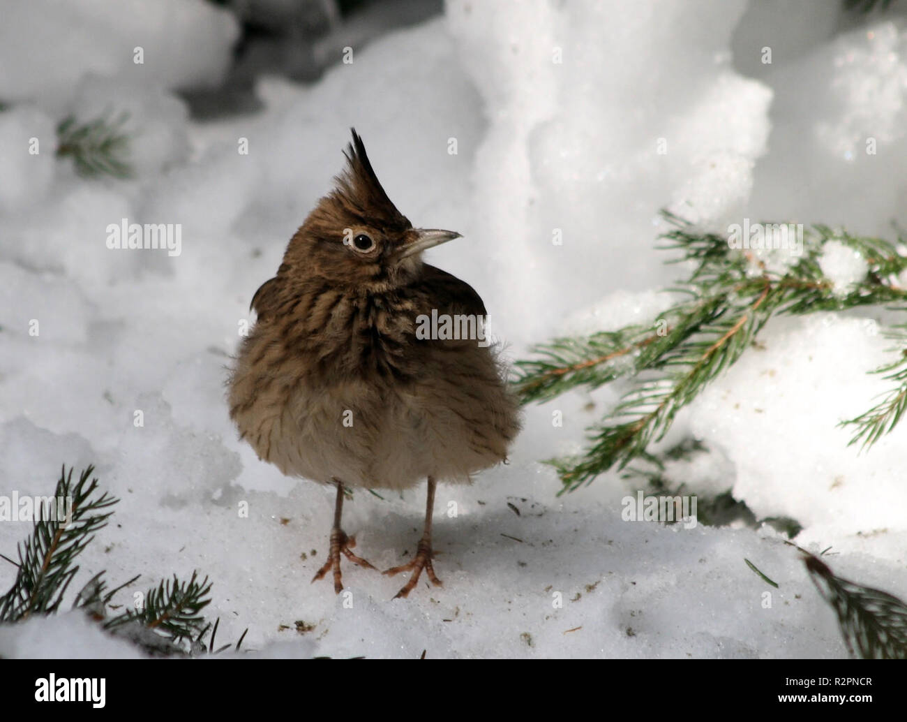 crested lark Stock Photo