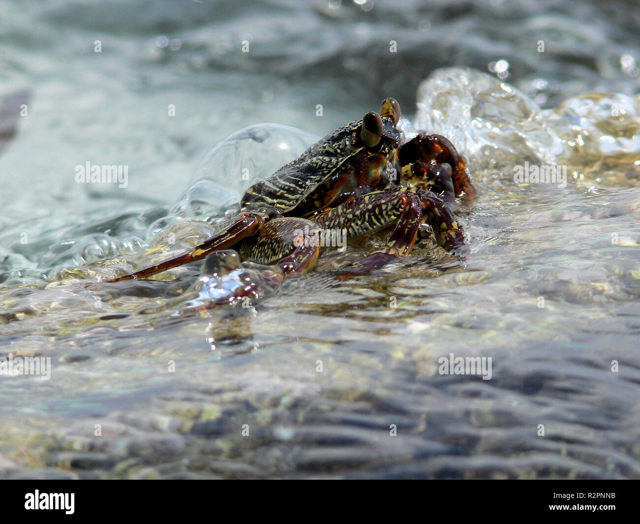 water cancer Stock Photo