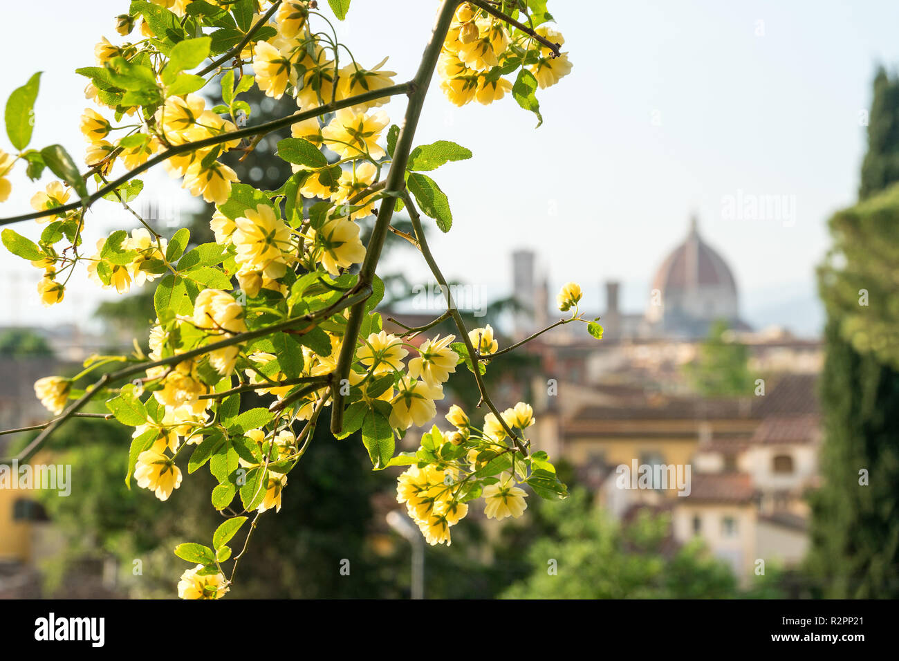 Giardino delle rose firenze hi-res stock photography and images