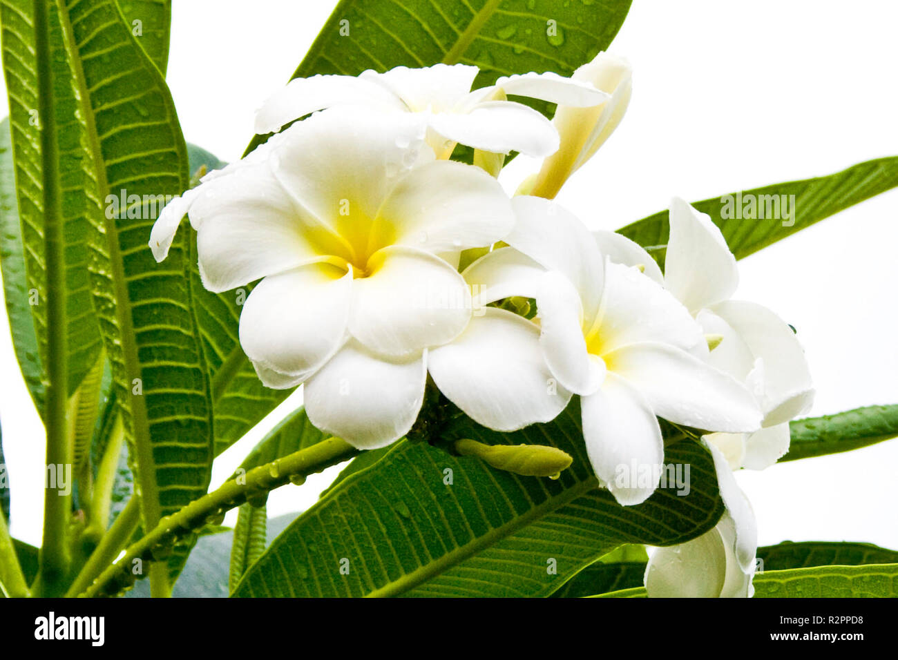 white flower - frangipani Stock Photo