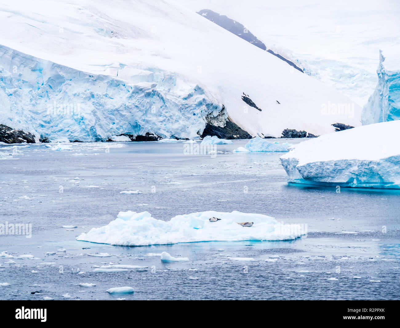 Two crabeater seals resting on ice floe in Lemaire Channel, Antarctic Peninsula, Antarctica Stock Photo